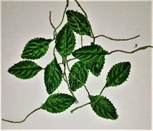 leaf